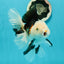 A Grade Royal Tricolor Oranda Male 5.5 inches #110124OR_20