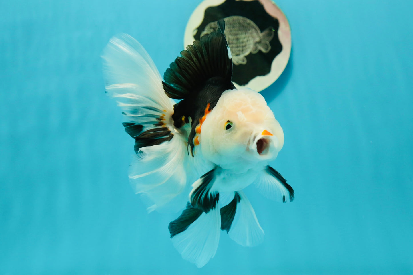 A Grade Royal Tricolor Oranda Male 5.5 inches #110124OR_20