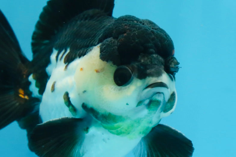 Pompom Panda Yuanbao Male 4.5 inches #072525YB_06