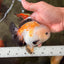 A Grade Tricolor Yuanbao Male 4.5-5 inches #082126YB_24