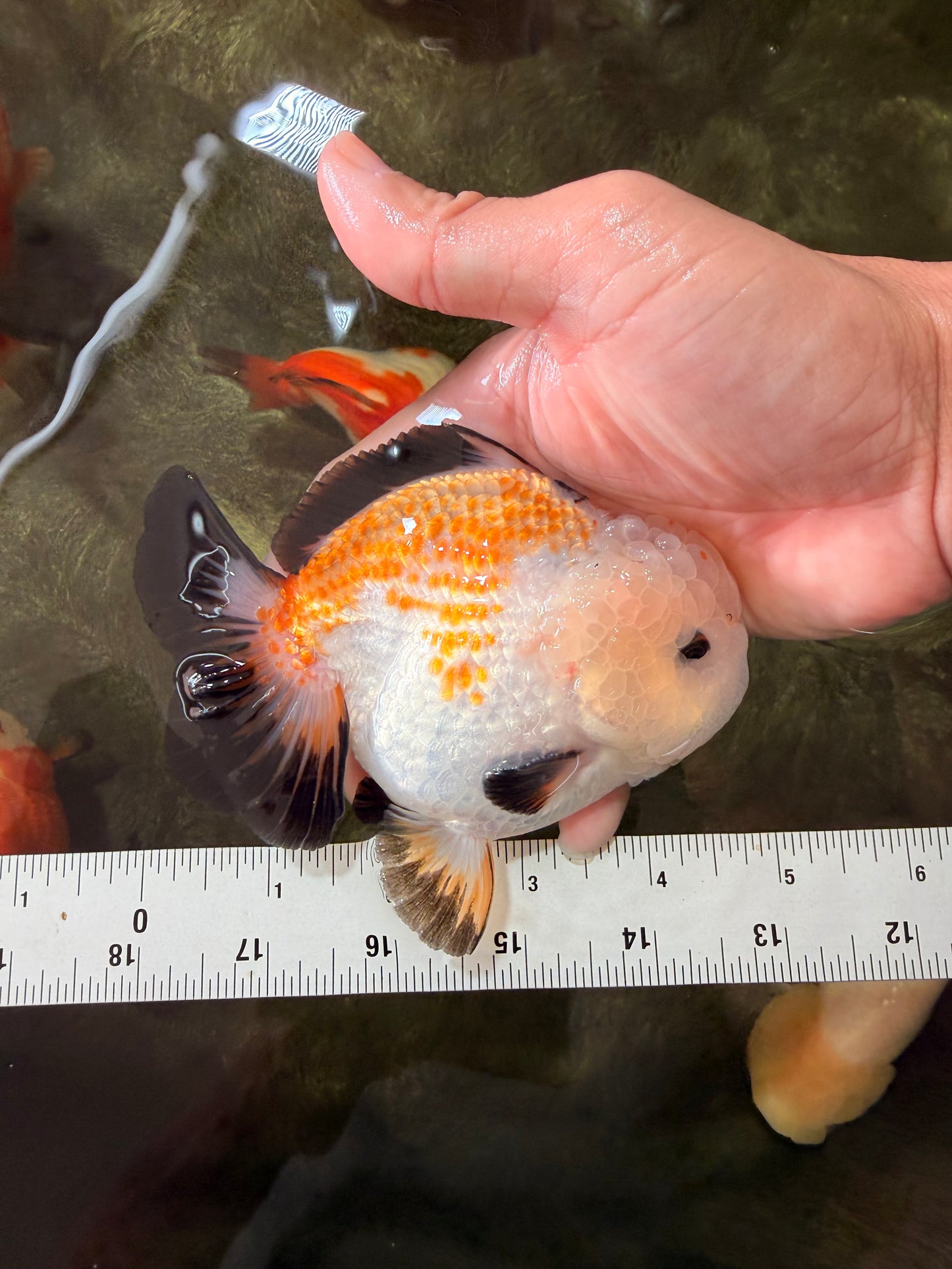 A Grade Tricolor Yuanbao Male 4.5-5 inches #082126YB_24