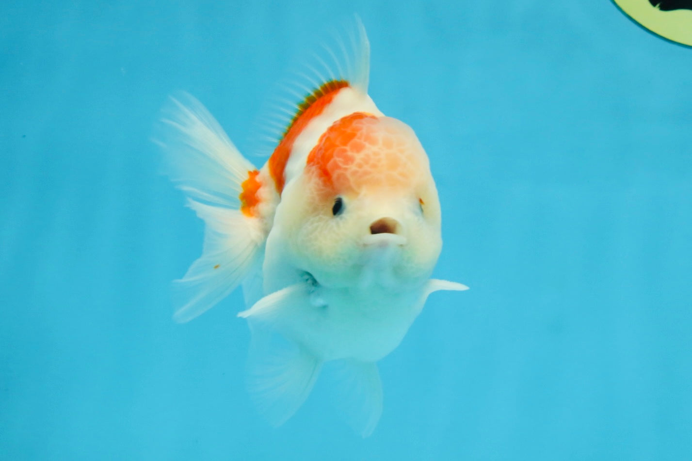 ADORABLE A Grade Sakura Yuanbao Male 4 inches #110725YB_10