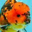 A Grade Tiger Oranda Male 6-6.5 inches #072426OR_20