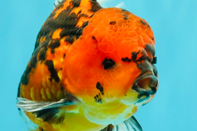 A Grade Tiger Oranda Male 6-6.5 inches #072426OR_20