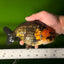 Chinese Apache Ranchu Male 6 inches #041026RC_22