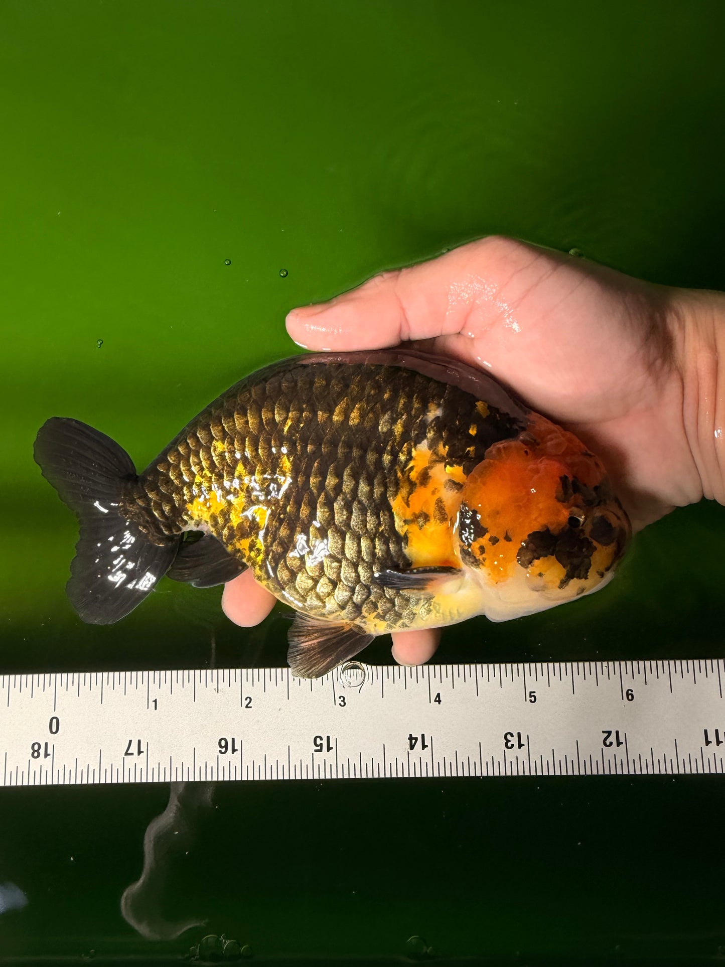 Chinese Apache Ranchu Male 6 inches #041026RC_22