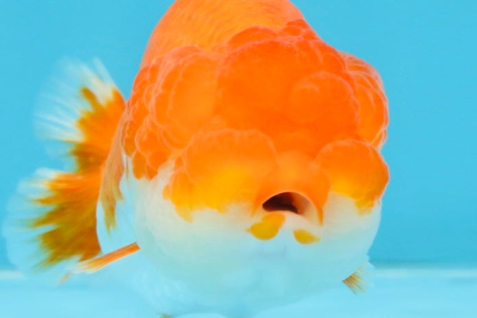 A Grade Red White LionQueen 4-4.5 inches #102425LC_15