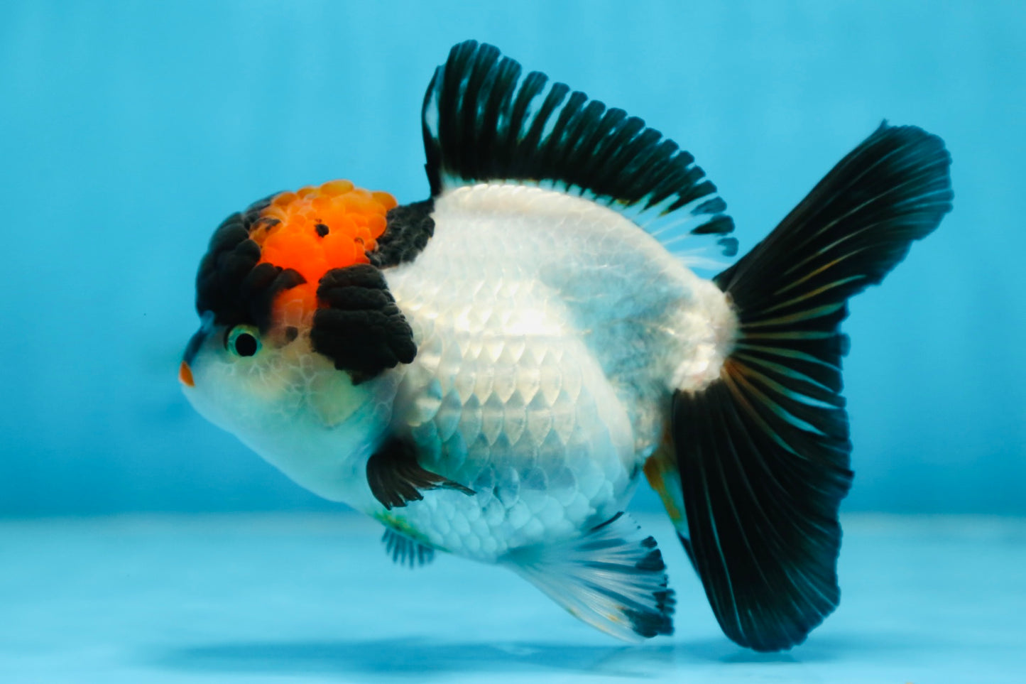 Tricolor Oranda Female 5 inches #090525OR_18
