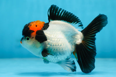 Tricolor Oranda Female 5 inches #090525OR_18