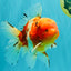 A Grade Sakura Oranda Male 5.5-6 inches #080726OR_19