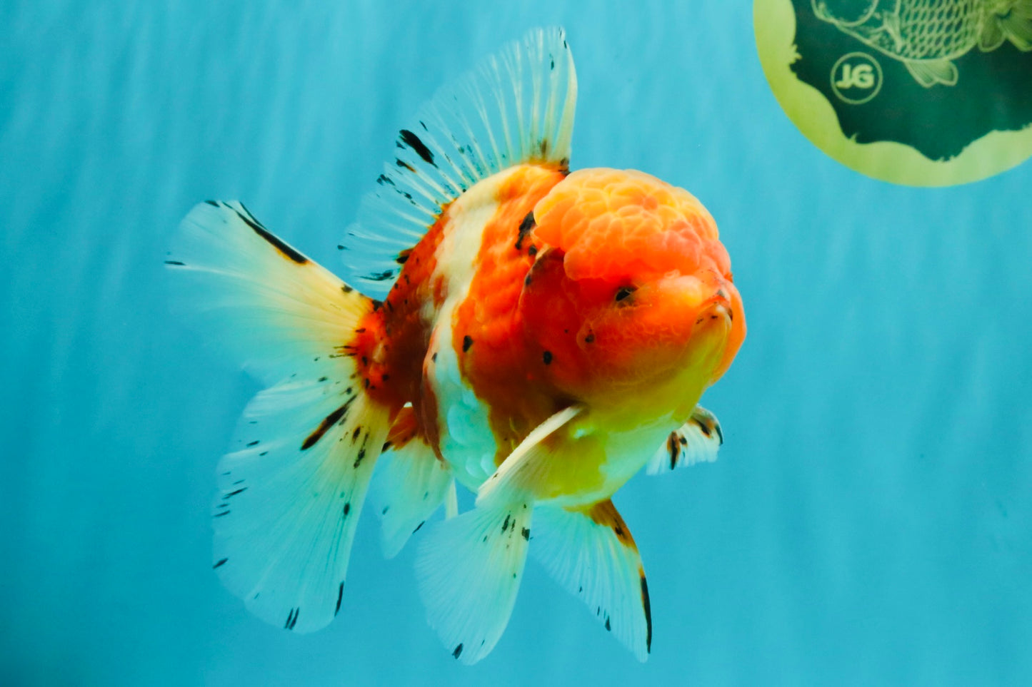 A Grade Sakura Oranda Male 5.5-6 inches #080726OR_19