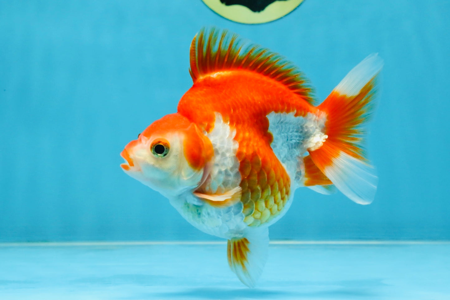 A Grade Red White Ryukin Male 4.5 inches #111425RK_11