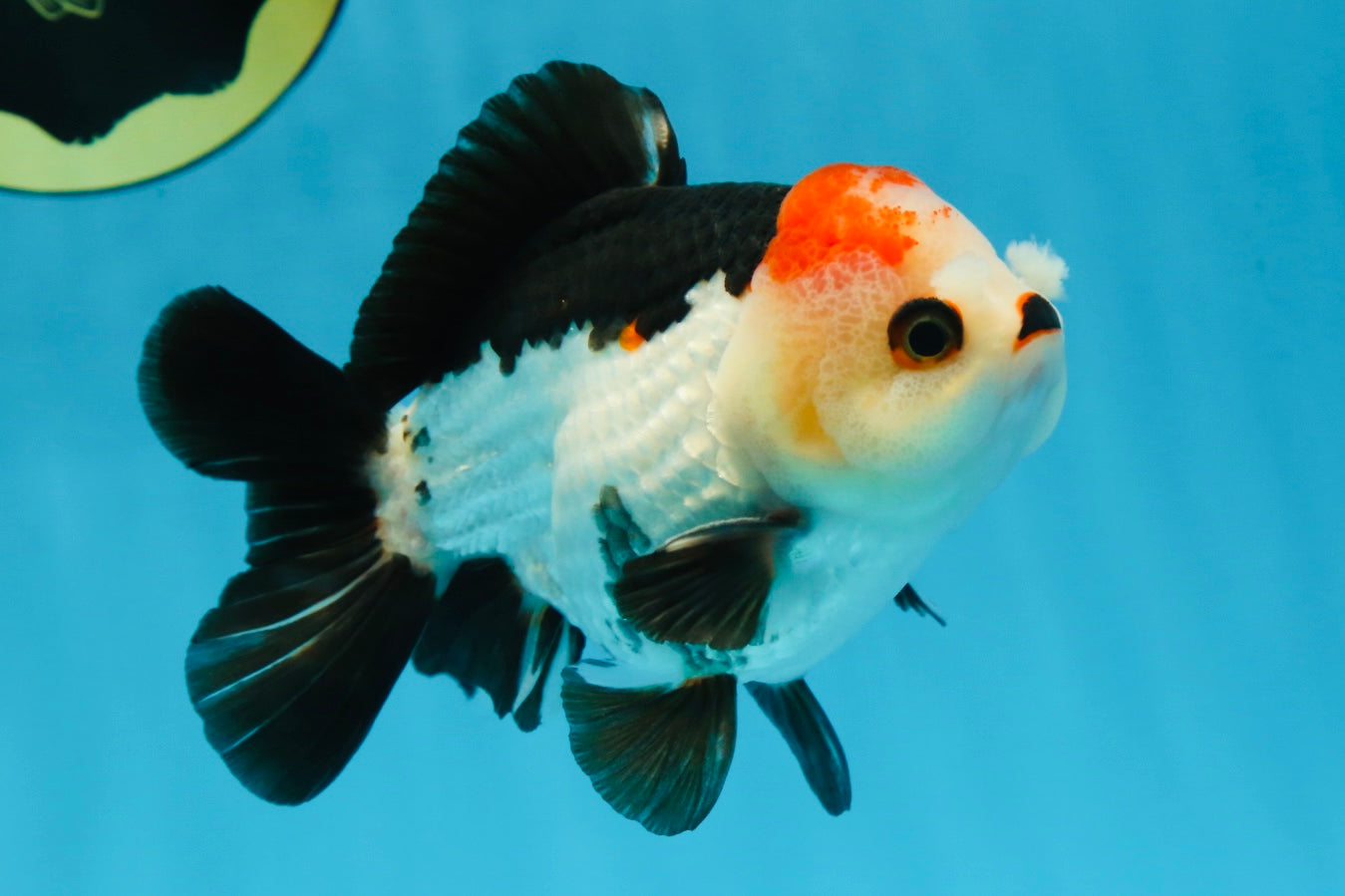 Puppy Pompom Tricolor Yuanbao Male 4.5 inches #071125YB_15