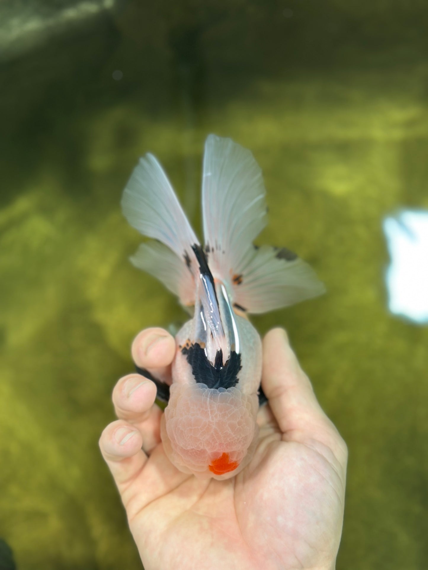 A Grade Tricolor Lipstick Kiss Button Eyes  Oranda Male 5.5 inches #020725OR_26