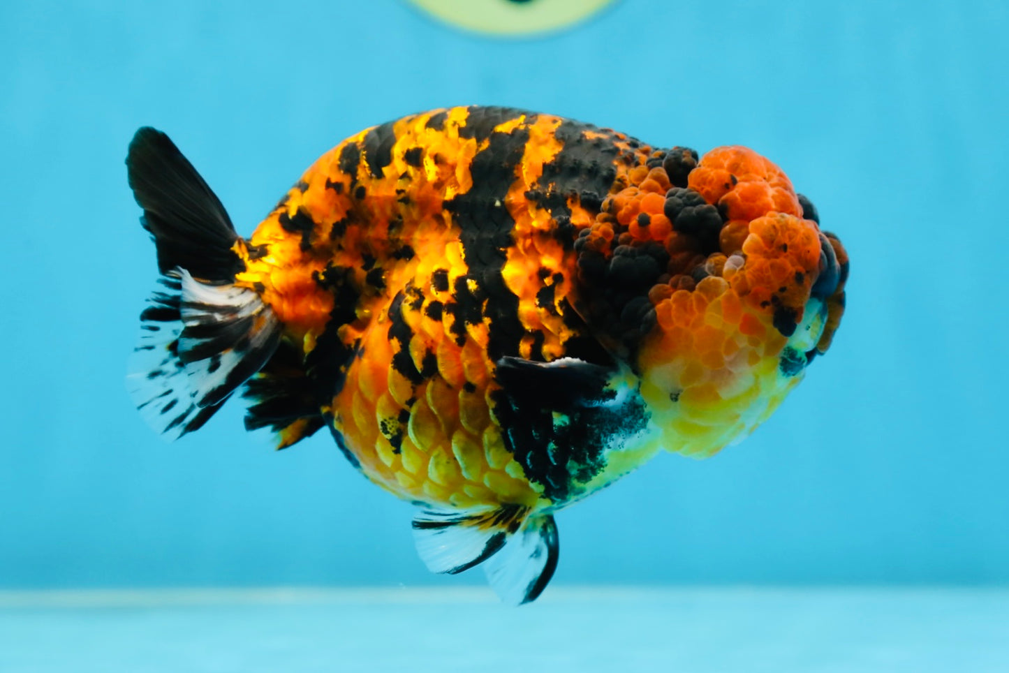 AAA Grade Tiger LionKing 5 inches #080825LC_23