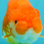 SUPER CUTE A Grade Red White LionQueen 4-4.5 inches #081426LC_16