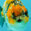 CHUBBY AAA Grade Chonky Special Tricolor Tiger LionQueen Female 4-4.5 inches #061926LC_12