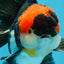 AAA Grade Tricolor Oranda Male 5.5 inches #052325_11