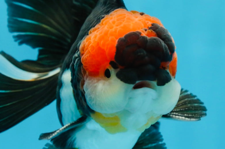 AAA Grade Tricolor Oranda Male 5.5 inches #052325_11