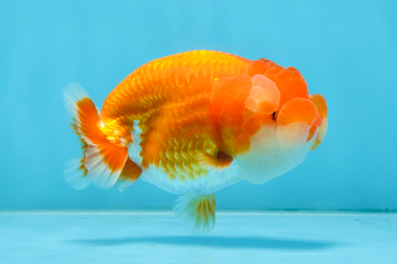 A Grade Young Red White LionQueen 4 inches #101025LC_10