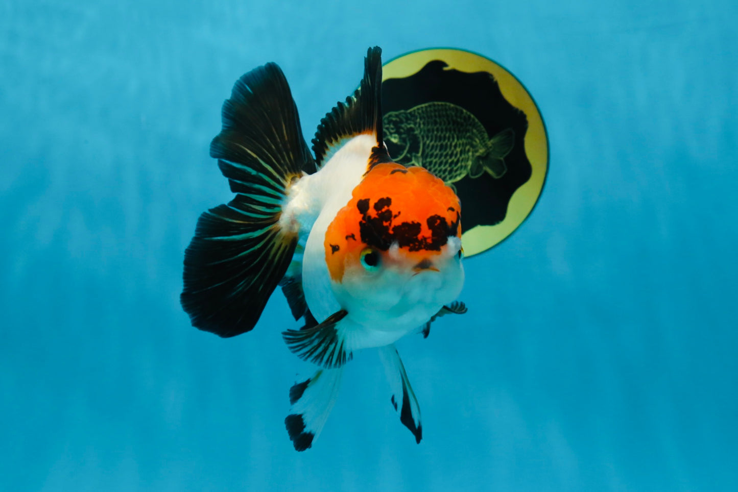 A Grade Lava Tricolor Red Head Oranda Female 5.5 inches #021425OR_20