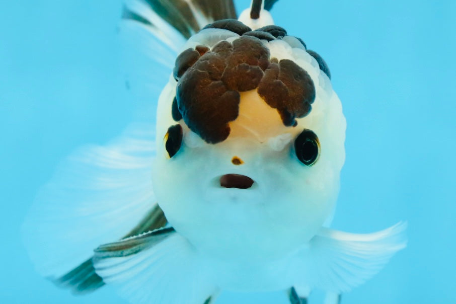 AAA Grade Panda Button Eyes Oranda Male 4.5 inches #0913OR_07