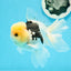 Panda oranda macho de cabeza de limón de grado A de 4,5 pulgadas n.° 0503OR_09