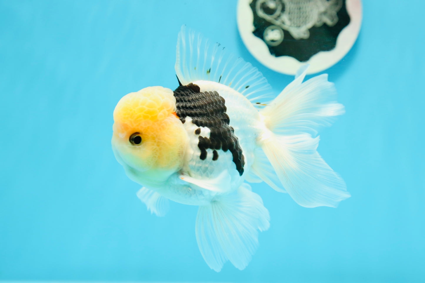 A Grade Lemonhead Panda Oranda Male 4.5 inches #0503OR_09