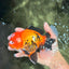 A Grade Apache Oranda Male 6 inches #080726OR_05