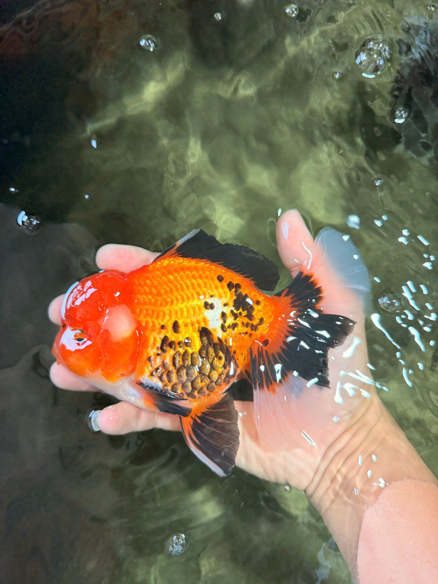 A Grade Apache Oranda Male 6 inches #080726OR_05