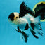 A Grade Panda Oranda Male 4.5 inches #010325OR_08