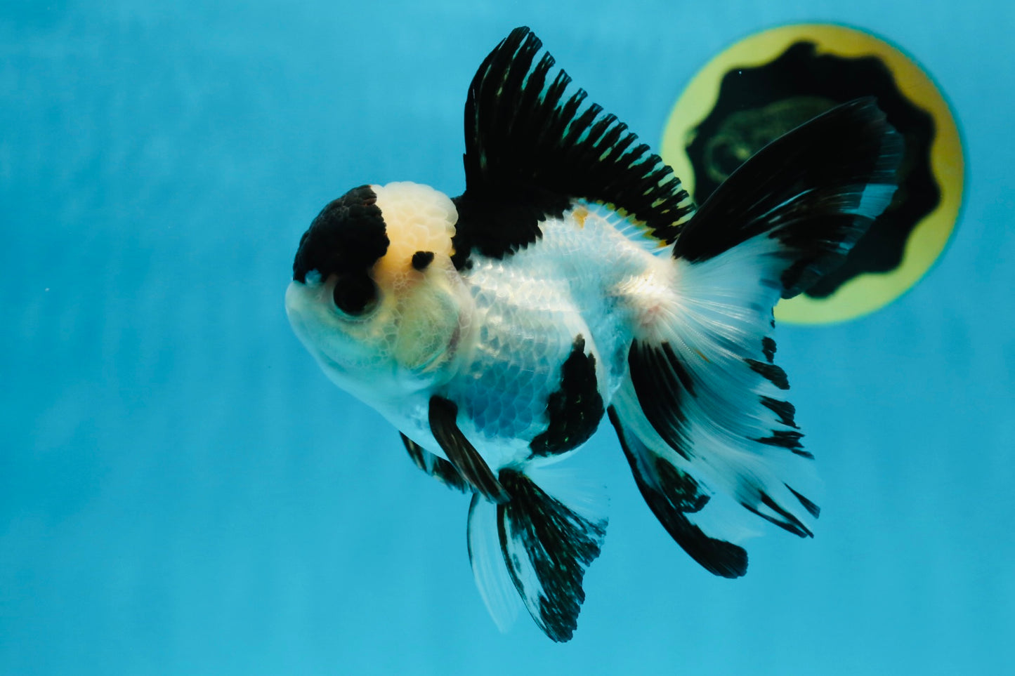 A Grade Panda Oranda Male 4.5 inches #010325OR_08