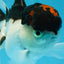 A Grade Tricolor Oranda Male 4.5 inches #053025OR_17