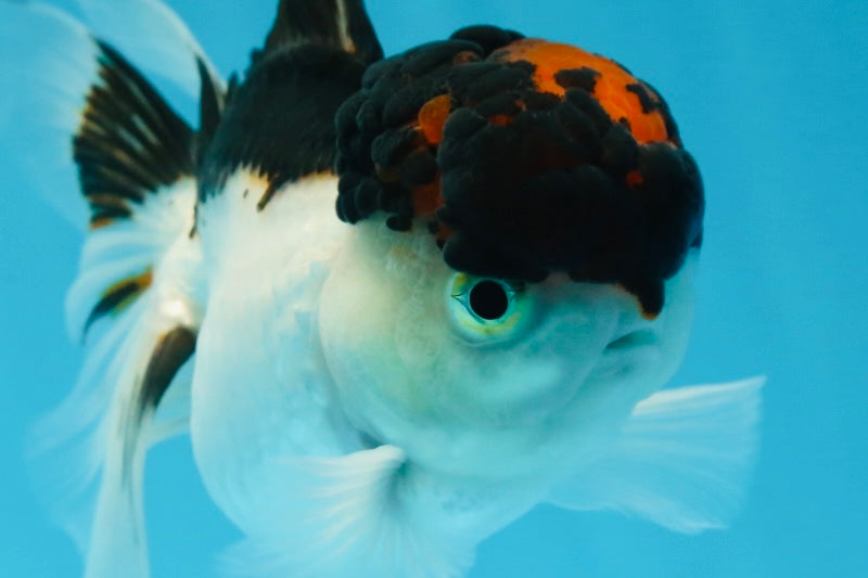 A Grade Tricolor Oranda Male 4.5 inches #053025OR_17