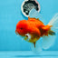 Grado A Cereza Sakura Oranda Macho 6 pulgadas #0726OR_06