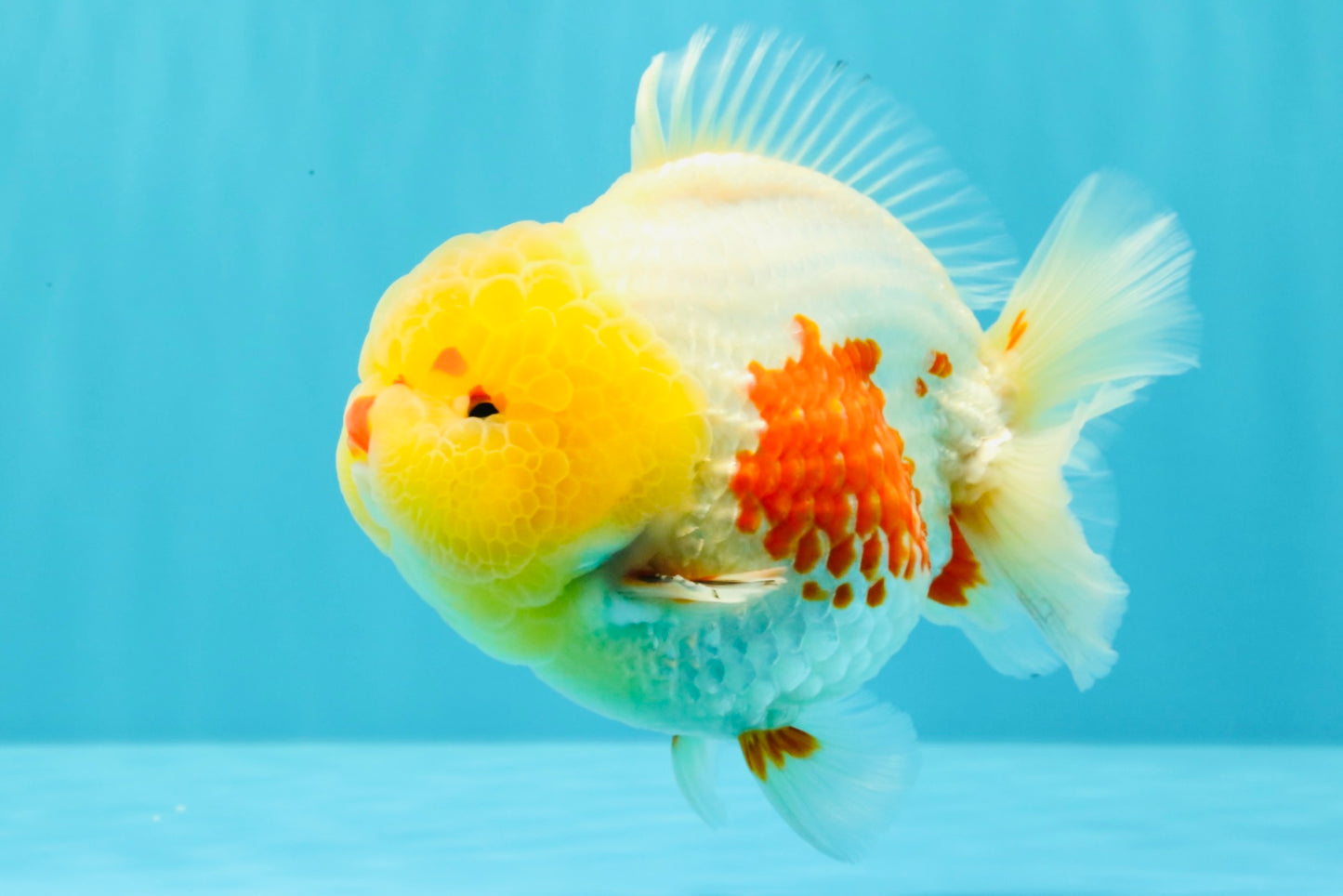 BIG WEN AAA Grade Godzilla Red White Lipstick Yuanbao Male 5.5 inches #030626YB_11