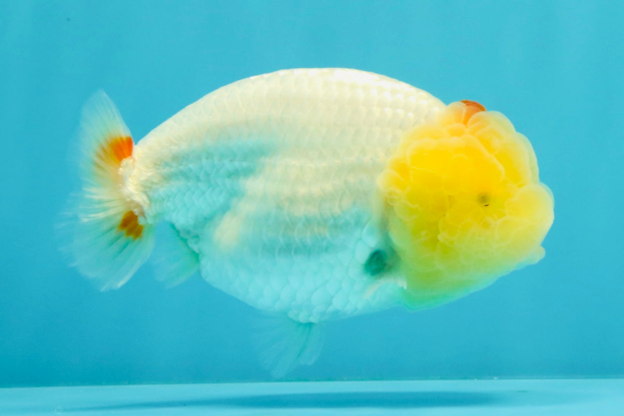 A Grade Red White LionQueen 4.5 inches #031326LC_07