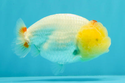 A Grade Red White LionQueen 4.5 inches #031326LC_07