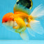 A Grade Orange White Oranda Female 6.5 inches #070425OR_22