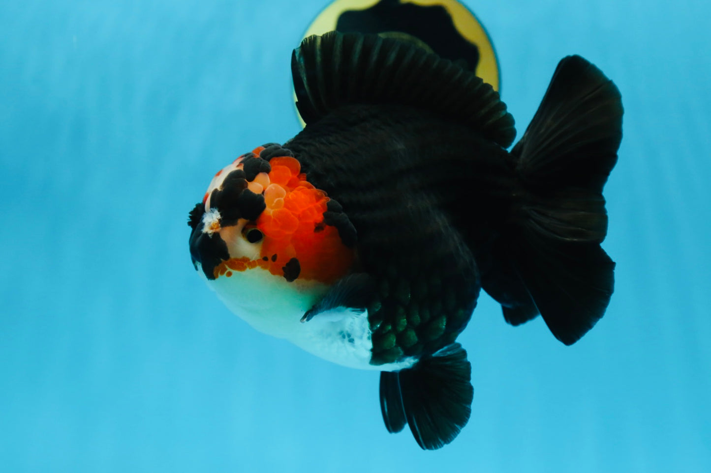 SHOW GRADE UNIQUE Godzilla Tricolor Yuanbao 5.5-6 inches #080825YB_888