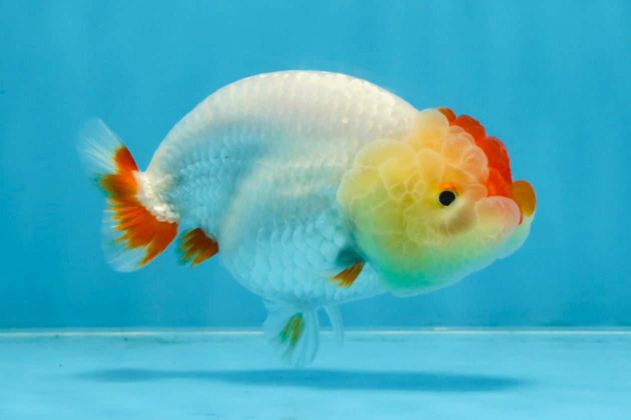 AAA Grade Red White LionQueen 4 inches #103125LC_28