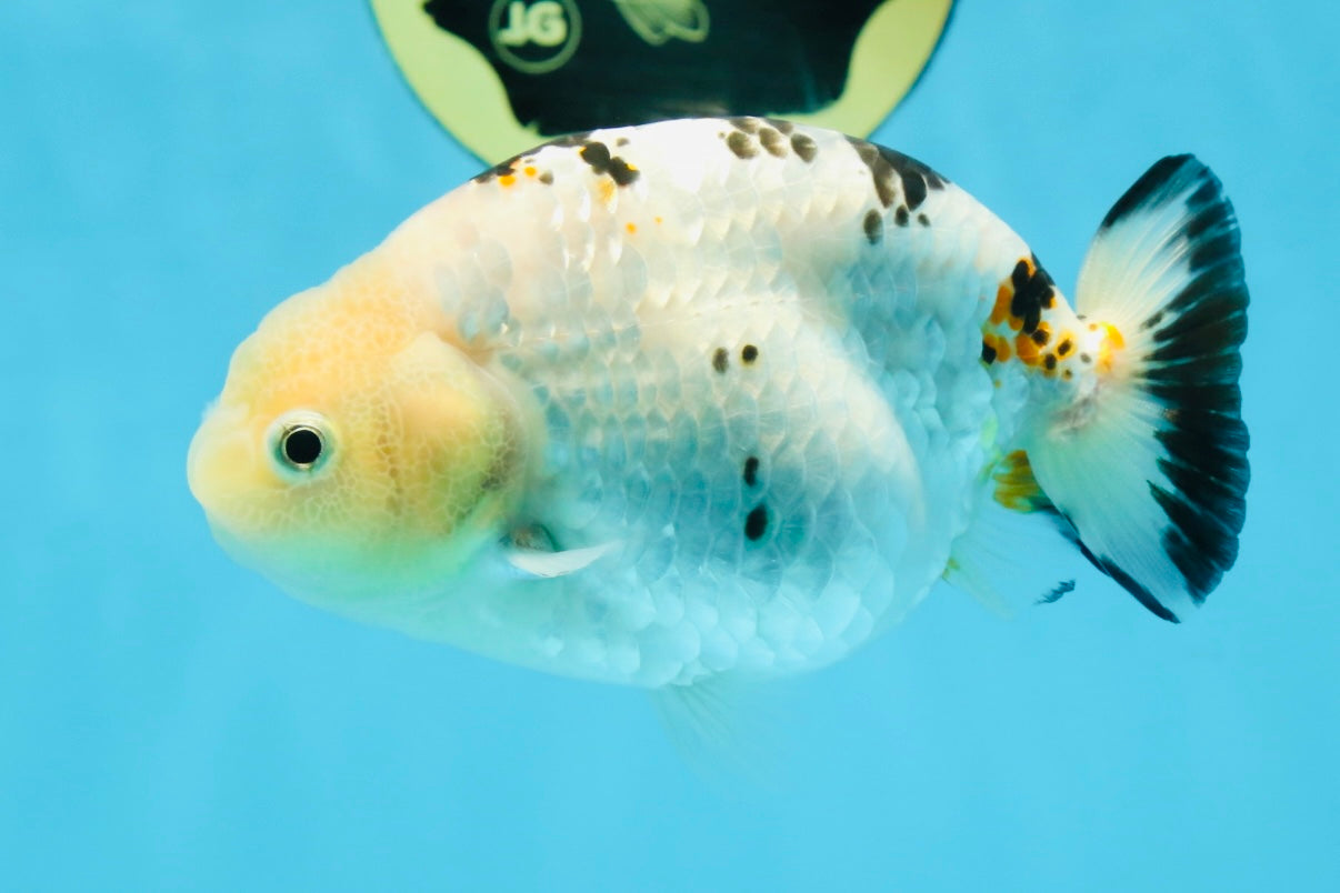 UNIQUE A Grade Chinese Cow Ranchu Female 4.5 inches #102425RC_05