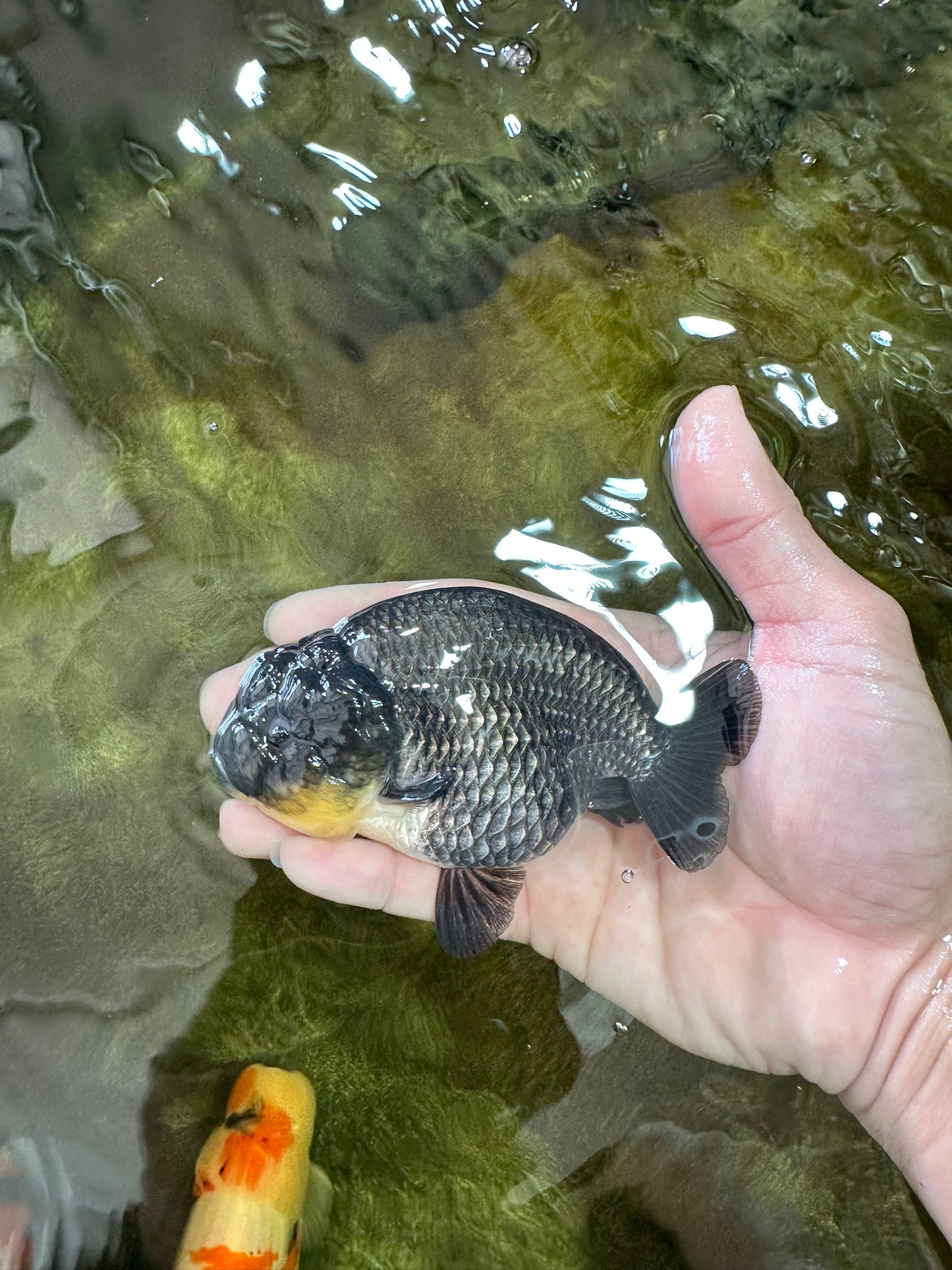 AAA Grade Black Blue LionQueen 4-4.5 inches #051625LC_03