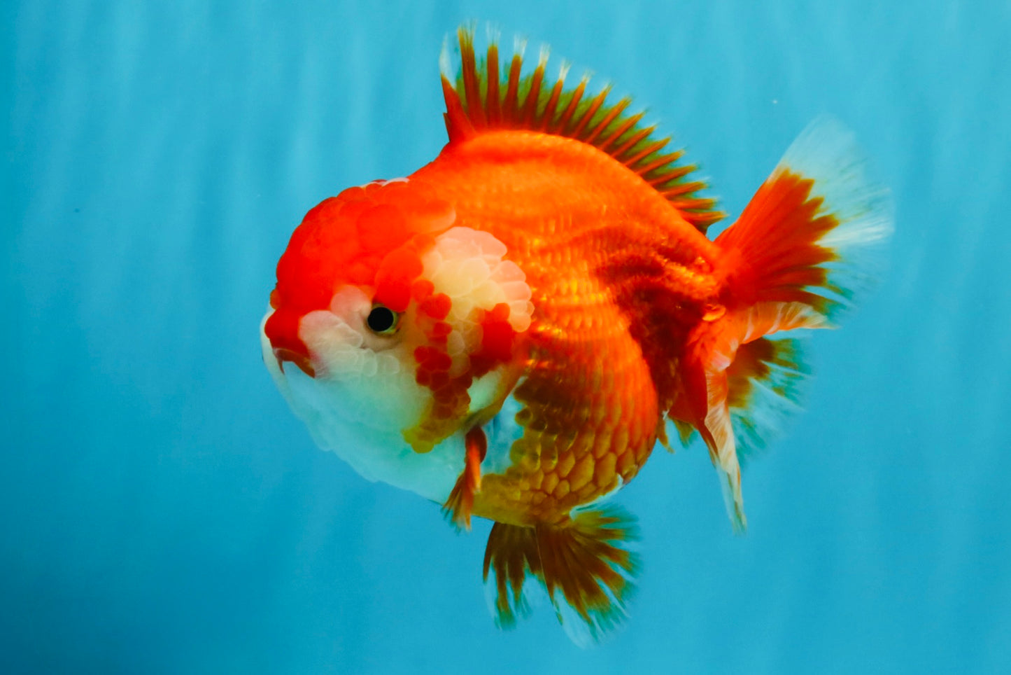 CHUBBY AAA Grade Red White Yuanbao Female 5.5 inches #041026YB_23