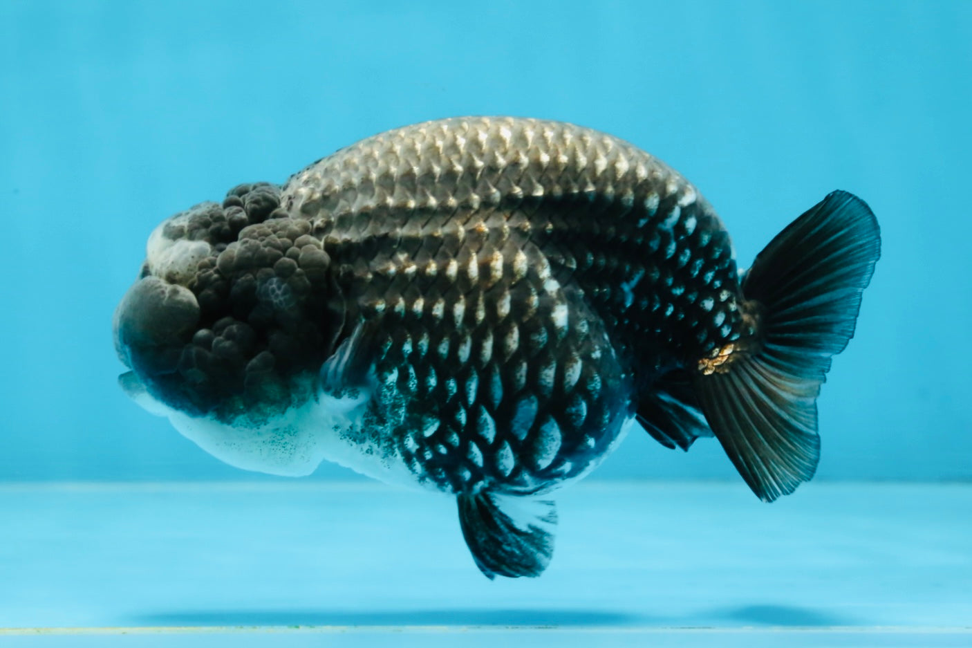 AAA Grade CHONKY Blue LionQueen 4.5 inches #100325LC_10