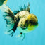Marble Oranda Male 5.5 inches #080726OR_16
