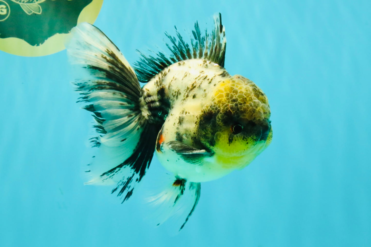 Marble Oranda Male 5.5 inches #080726OR_16