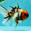 CHUNKY AAA Grade Calico Oranda Male 6-6.5 inches #070626OR_17