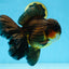 AAA Grade GIANT Godzilla Apache Oranda Male 6.5 inches #090525OR_09