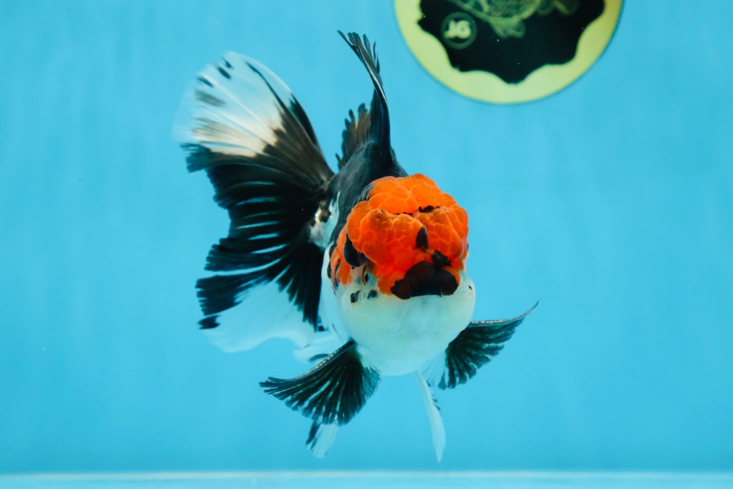 AAA Grade Mustache Tricolor Oranda Male 5.5 inches #020725OR_33